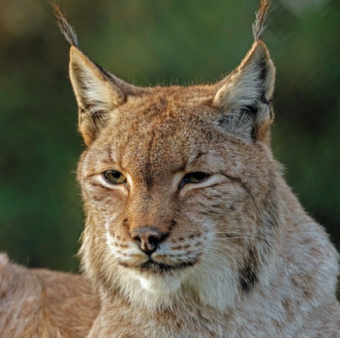 Inca a European Lynx